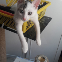 Tuxedo (Smokin) Kedi, Kedi  Mia fotoğrafı