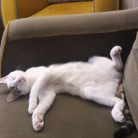 Tuxedo (Smokin) Kedi, Kedi  Mia fotoğrafı