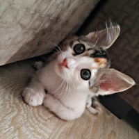Tekir Kedi, Kedi  Venüs fotoğrafı