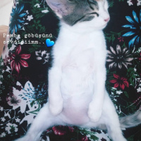 Tekir Kedi, Kedi  Venüs fotoğrafı