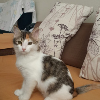 Tekir Kedi, Kedi  Venüs fotoğrafı