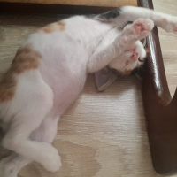 Tekir Kedi, Kedi  Venüs fotoğrafı