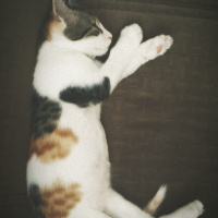 Tekir Kedi, Kedi  Venüs fotoğrafı