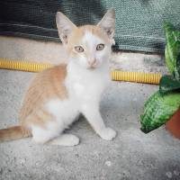 Snowshoe (Karayak), Kedi  gofret fotoğrafı