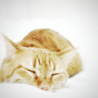 Sarman, Kedi  Fıstık fotoğrafı