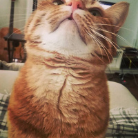 Sarman, Kedi  Fıstık fotoğrafı