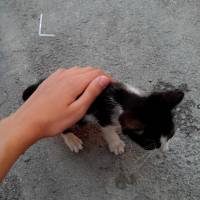 Tuxedo (Smokin) Kedi, Kedi  Törtıl fotoğrafı