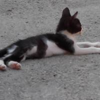 Tuxedo (Smokin) Kedi, Kedi  Törtıl fotoğrafı