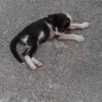 Tuxedo (Smokin) Kedi, Kedi  Törtıl fotoğrafı