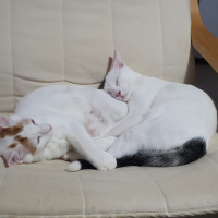 Van Kedisi, Kedi  Lady fotoğrafı