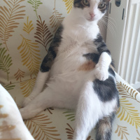 Van Kedisi, Kedi  Lady fotoğrafı
