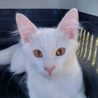 Ankara Kedisi, Kedi  Mırmır fotoğrafı