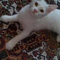 Ankara Kedisi, Kedi  Mırmır fotoğrafı
