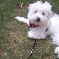 Maltese, Köpek  Ruby fotoğrafı
