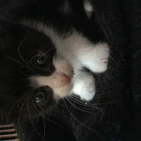 Chinchilla, Kedi  Mars fotoğrafı