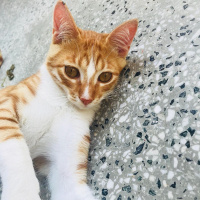 Sarman, Kedi  Ball fotoğrafı