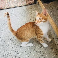 Sarman, Kedi  Ball fotoğrafı