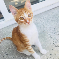 Sarman, Kedi  Ball fotoğrafı