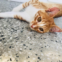 Sarman, Kedi  Ball fotoğrafı