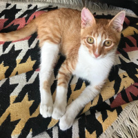Sarman, Kedi  Ball fotoğrafı