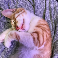 Sarman, Kedi  Ball fotoğrafı