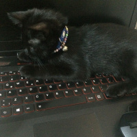 Bombay, Kedi  PAKİZE SU fotoğrafı