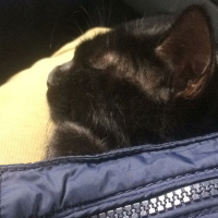 Bombay, Kedi  PAKİZE SU fotoğrafı