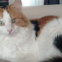 Tekir Kedi, Kedi  Herkül fotoğrafı