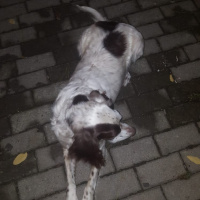Sokö (Sokak Köpeği), Köpek  Kahve fotoğrafı