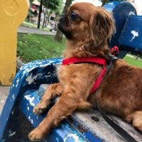 Pekingese, Köpek  Lady fotoğrafı