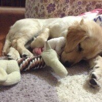 Golden Retriever, Köpek  Venüs fotoğrafı