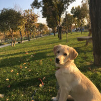 Labrador Retriever, Köpek  max fotoğrafı