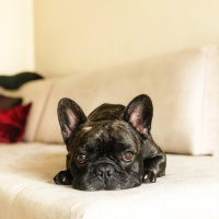 Fransız Bulldog, Köpek  Dülgâr fotoğrafı