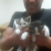 Tekir Kedi, Kedi  Lokum(dişi)&Badem(erkek) kardeş fotoğrafı