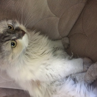 İran Kedisi (Persian), Kedi  Pamuk fotoğrafı