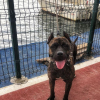 Amerikan Pitbull Terrier, Köpek  Haydut fotoğrafı