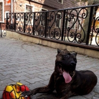 Amerikan Pitbull Terrier, Köpek  Haydut fotoğrafı