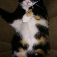 Tekir Kedi, Kedi  Helen fotoğrafı