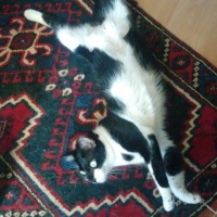 Tuxedo (Smokin) Kedi, Kedi  GECE fotoğrafı