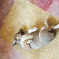 Sokö (Sokak Köpeği), Köpek  TATLIŞLARR fotoğrafı