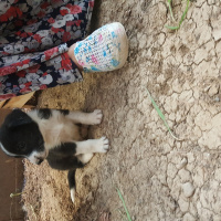 Sokö (Sokak Köpeği), Köpek  TATLIŞLARR fotoğrafı