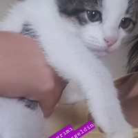 Tekir Kedi, Kedi  Paşa fotoğrafı