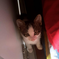Tekir Kedi, Kedi  Paşa fotoğrafı