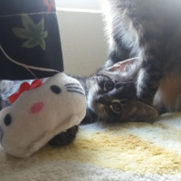 Tekir Kedi, Kedi  Topaç fotoğrafı