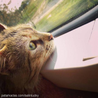 American Bobtail, Kedi  LUNA fotoğrafı