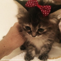 American Bobtail, Kedi  LUNA fotoğrafı