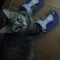 American Bobtail, Kedi  LUNA fotoğrafı