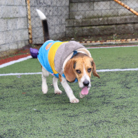 Beagle, Köpek  ALFA fotoğrafı