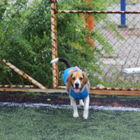 Beagle, Köpek  ALFA fotoğrafı