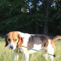 Beagle, Köpek  ALFA fotoğrafı